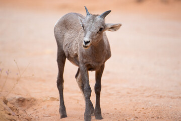 baby big horn sheep in the Utah desert