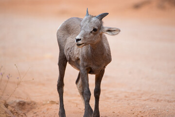 A cute baby big horn sheep in the desert