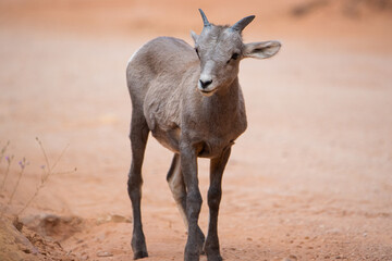 A cute baby big horn sheep in the desert