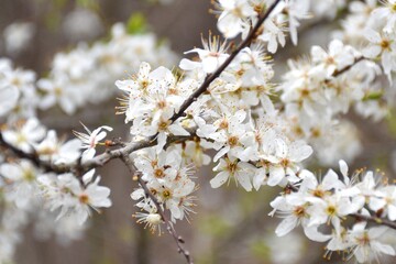 Cherry blossom branches. Cloudy spring day in La Rioja, Spain.