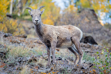 a cute and young rocky mountain bighorn sheep