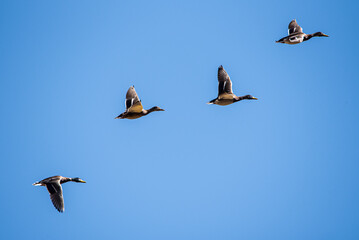 four ducks soaring across the sky in formation