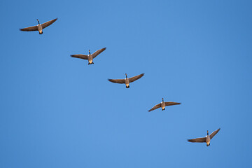 geese flying in formation