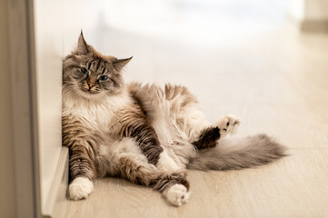 The big fluffy cat sits sprawling on the floor.
