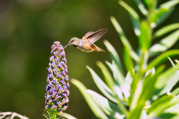 hummingbird flying over a flower