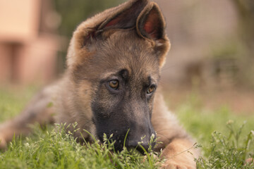 German shepherd puppy playing in the grass in a country house