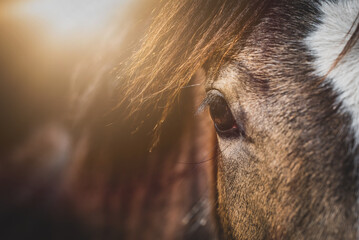 Auge / Fohlen  © Petra Fischer
