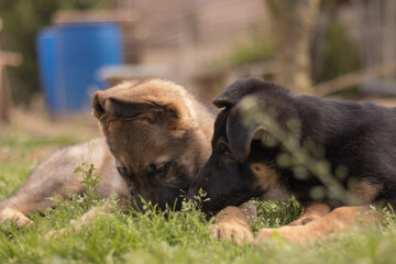 Couple of german shepherd puppies playing in the grass in a country house