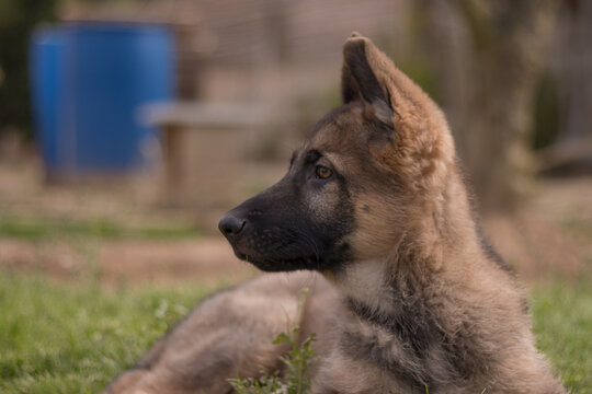 German shepherd puppy playing in the grass in a country house