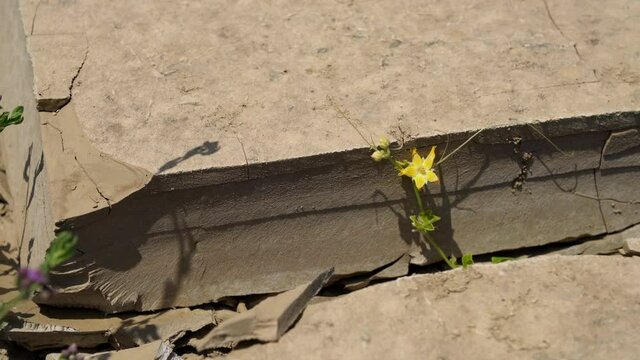 Dry and cracked soil in a desert with a nice flower. 4K Video footage