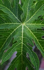 hoja natural , bosque nublado , Venezuela