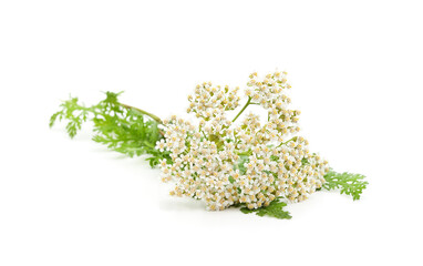 Beautiful yarrow flowers.