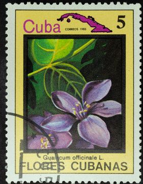 Postage stamp of 'Guaiacum officinale' printed in Republic of Cuba. Series 'Flowers of Cuba - Flores Cubanas', 1983