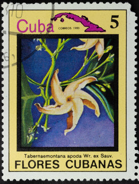 Postage stamp of 'Tabernaemontana apoda' printed in Republic of Cuba. Series 'Flowers of Cuba - Flores Cubanas', 1983