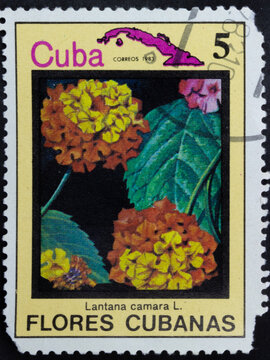 Postage stamp of 'Lantana camara' printed in Republic of Cuba. Series 'Flowers of Cuba - Flores Cubanas', 1983
