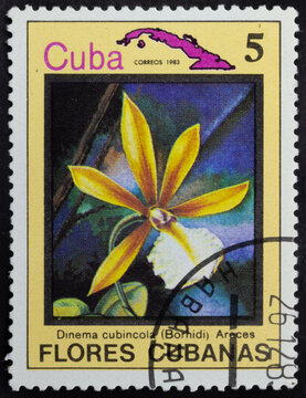 Postage stamp of 'Dinema cubincola' printed in Republic of Cuba. Series 'Flowers of Cuba - Flores Cubanas', 1983