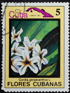 Postage stamp of 'Cordia gerascanthus' printed in Republic of Cuba. Series 'Flowers of Cuba - Flores Cubanas', 1983