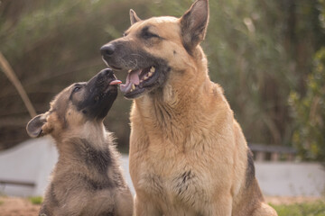 German Shepherd puppy licking his mother