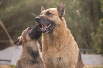 German Shepherd puppy licking his mother
