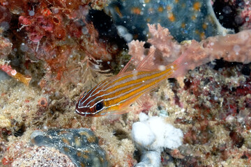 A picture of a striped cardinal fish