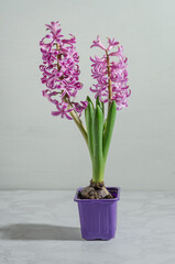 Pink hyacinths on white marble background with harsh sunlight, spring