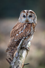 A close up full length portrait of a tawny owl, Strix aluco, facing forward and perched on top of an old branch