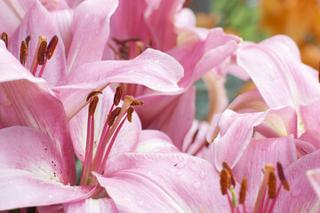 Macro shot of delicate pink buds of open lily flowers