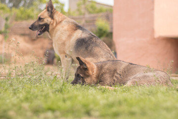 German Shepherd puppy playing with his mother on the lawn of a country house