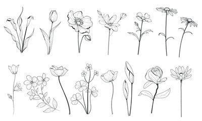 Botanical illustration of flowers. Vector illustration. Botany