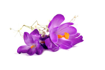 crocus on white background. Fresh spring flowers.