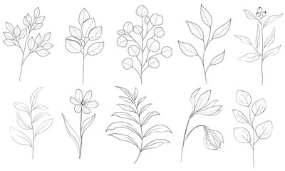 Botanical illustration. Vector illustration of plants. Black and white plants and leaves. Set