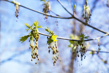 first spring green leaves on tree branch and blue sky. Spring background. Springtime.