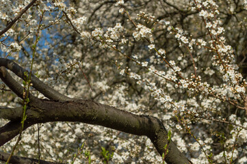 Stare, drzewo, śliwka, mirabelka, wiosna, kwitnąca © felicytka