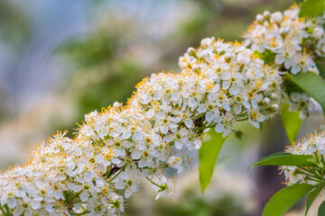 White cherry flowers. The branches of a blossoming Cherry tree with white flowers.