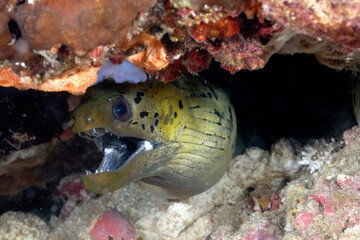 A picture of a spot face moray