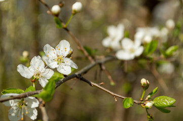 Drzewo, śliwka, mirabelka, wiosna, kwitnąca