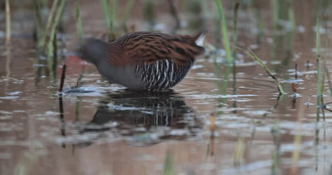 r&acirc;le d'eau (Rallus aquaticus) cherchant de la nourriture en gros plan
