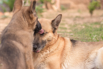 German Shepherd puppy licking his mother