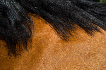 Close up of the mane and fur of a cold-blood horse