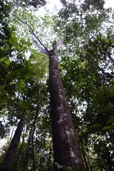 &Aacute;rvore na floresta Amaz&ocirc;nica 