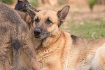 Pair of German Shepherd puppies playing with their mother side by side on the lawn of a country house