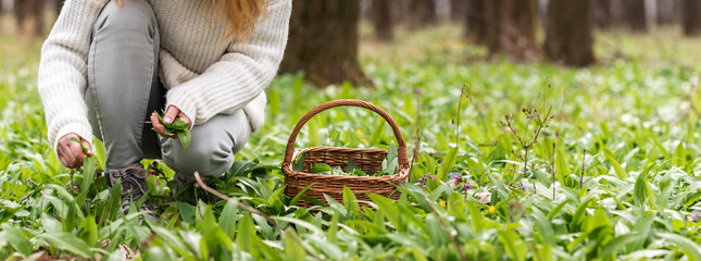 Woman picking wild garlic (allium ursinum) in forest. Harvesting Ramson leaves herb into wicker basket