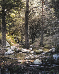 autumn in the forest