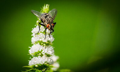Fly at a flower closeup
