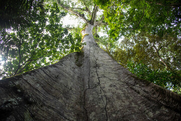 Árvore gigante de Sumaúma rainha da floresta Amazônica. 
