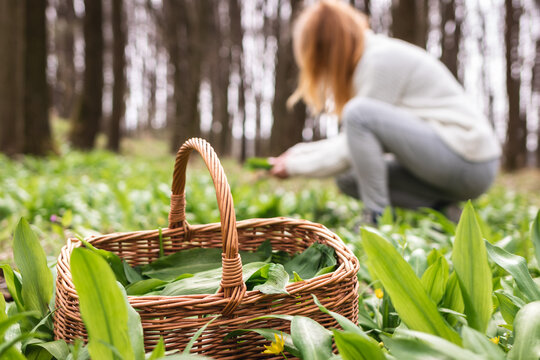 Woman picking wild garlic (allium ursinum) in forest. Harvesting Ramson leaves herb into wicker basket. Selective focus