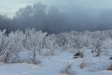 trees in the snow