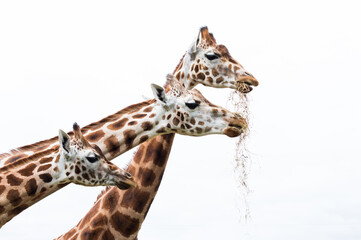 three giraffes closeup 