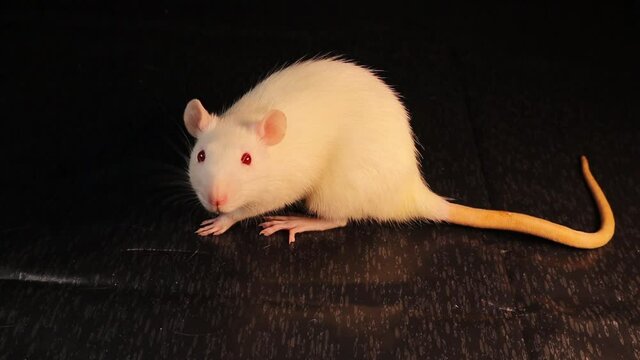 White rat isolated. Albino rat on a black background. Wistar rat. Rodent as a pet. Rodents, pets on the studio. Animal has red eyes. animals in the laboratory, rats. Wildlife, Wild nature, animal