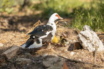 Pato en los jardines del príncipe de Aranjuez